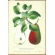 Aepfel und Birnen, Berlín, 1894, apples and pears - 104 chromolithographic plates