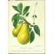 Aepfel und Birnen, Berlín, 1894, Äpfel und Birnen - 104 chromolithographischen Tafeln