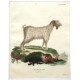 Capra Hircus Linn mambrica
