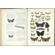 Lutz - Das Buch der Schmetterlinge - Stuttgart, 1889 - book on butterflies