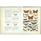 Lutz - Das Buch der Schmetterlinge - Stuttgart, 1889