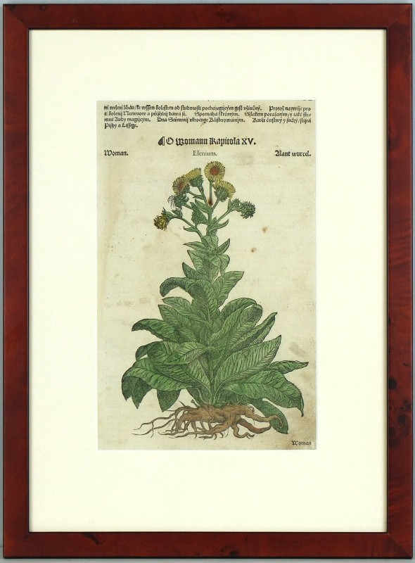 Mattioli - Oman pravý - Woman - dřevořez, Herbář, Melantrich z Aventina, 1562