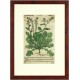 Mattioli - Roketa setá - Horčice Bijlá - dřevořez, Herbář, Melantrich z Aventina, 1562