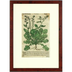 Mattioli - Roketa setá - Horčice Bijlá - dřevořez, Herbář, Melantrich z Aventina, 1562