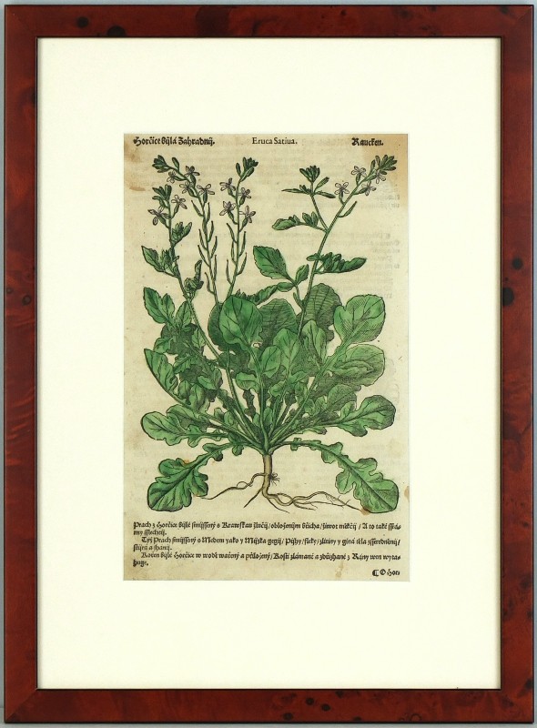 Mattioli - Roketa setá - Horčice Bijlá - dřevořez, Herbář, Melantrich z Aventina, 1562