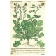 Mattioli - Roketa setá - Horčice Bijlá - dřevořez, Herbář, Melantrich z Aventina, 1562