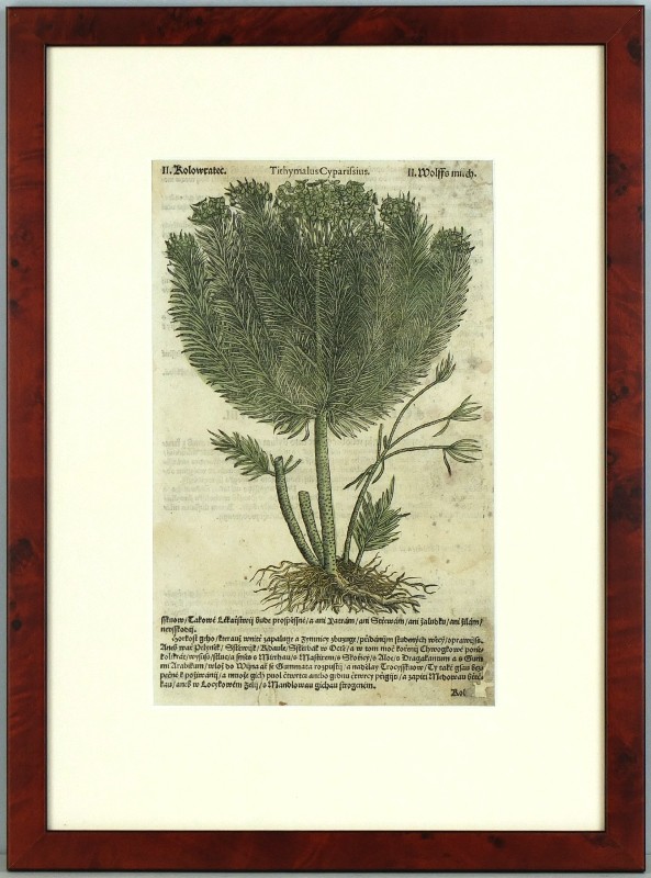 Mattioli - Pryšec chvojka - Kolowratec - dřevořez, Herbář, Melantrich z Aventina, 1562