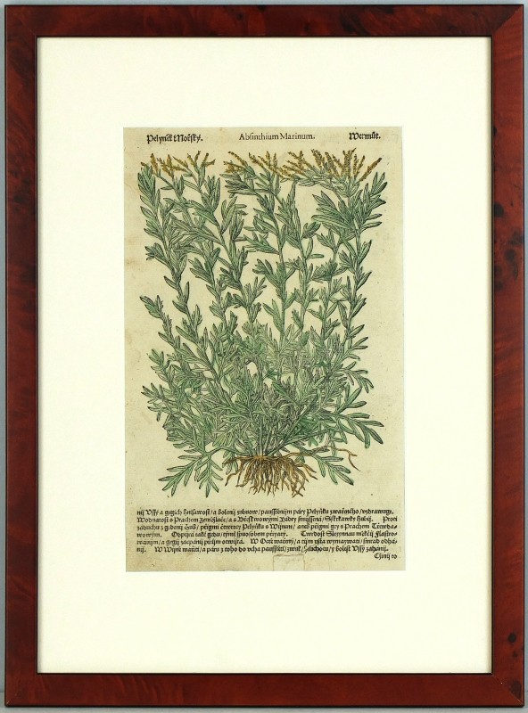 Mattioli - Pelyněk Mořský - dřevořez, Herbář, Melantrich z Aventina, 1562