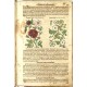 Mattioli - Herbář aneb Bylinář - Praha, Daniel Adam z Veleslavína, 1596