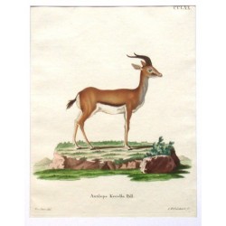 Antilope Kevella Pall.