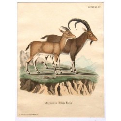 Aegoceros Beden Forks