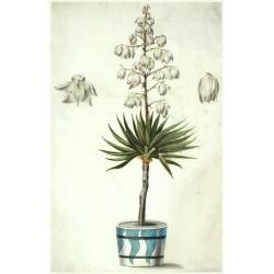 Juka (Yucca) - Barokní kresba tušemi a akvarel, 18. století