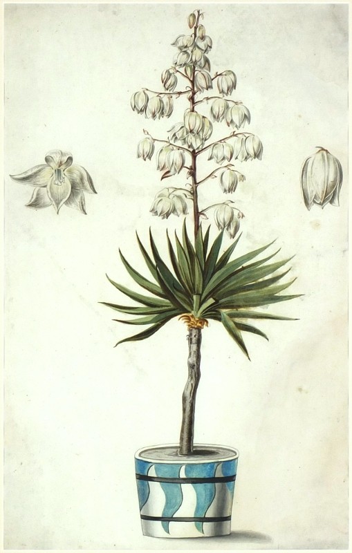 Juka (Yucca) - Barokní kresba tušemi a akvarel, 18. století
