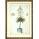Yucca - Baroque drawing in ink and watercolour, 18th century