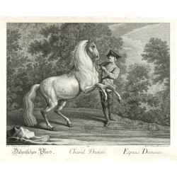Ridinger - Dánský kůň - Cheval Danois, mědirytina, 1750