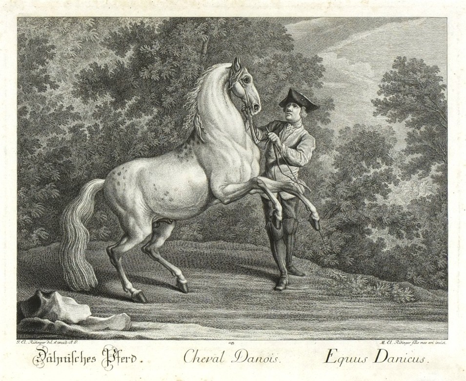 Ridinger - Dánský kůň - Cheval Danois, mědirytina, 1750