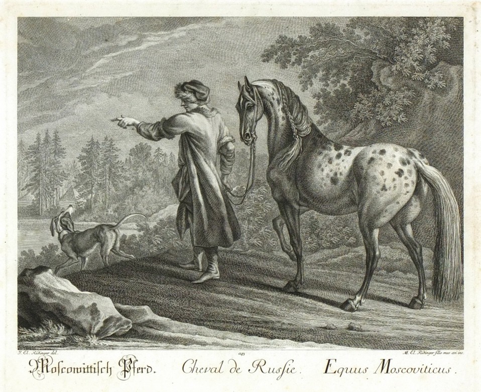 Ridinger - Ruský kůň - Cheval de Russie, mědirytina, 1750