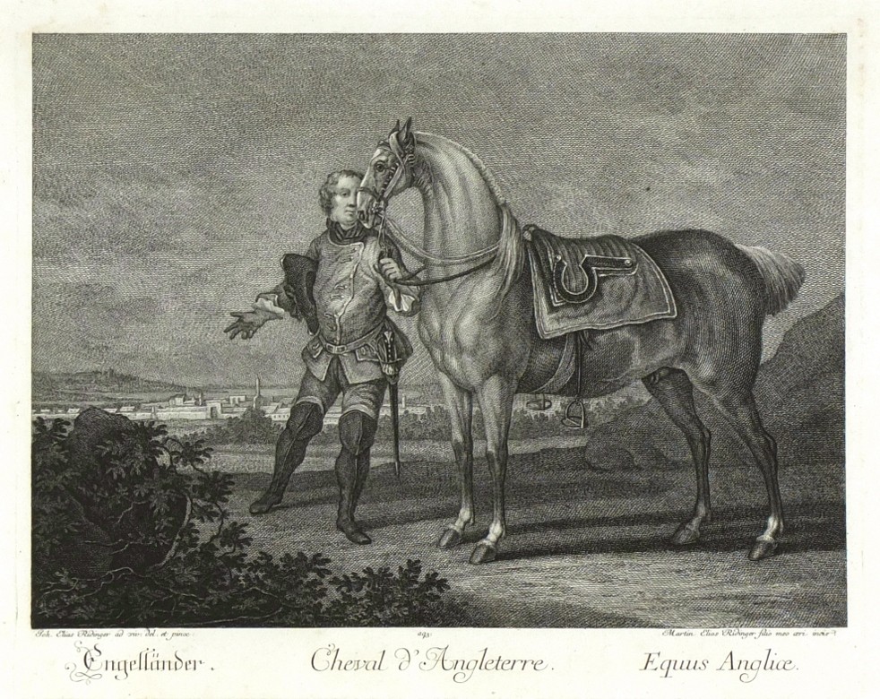 Ridinger - Anglický kůň - Cheval d'Angleterre, mědirytina, 1750