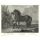 Ridinger - Neapolitan horse - Napoitain, copperplate engraving, 1750