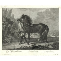 Ridinger - Neapolitan horse - Napoitain, copperplate engraving, 1750