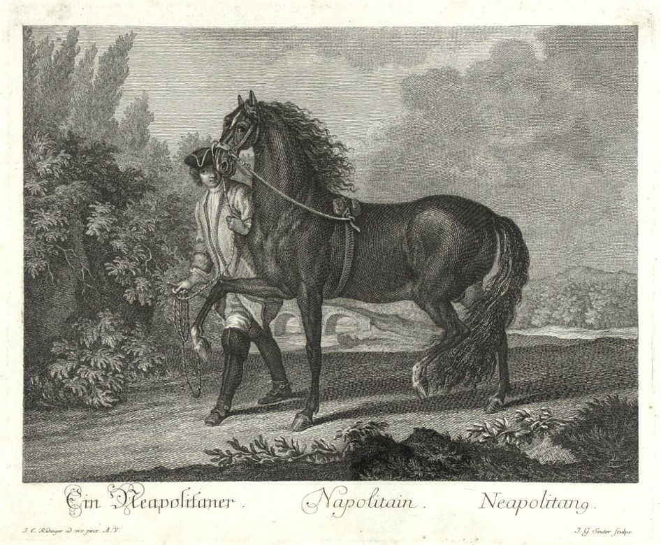 Ridinger - Neapolitanisches Pferd - Napolitain, Kupferstich, 1750