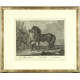 Ridinger - Neapolský kůň - Napolitain, mědirytina, 1750