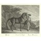 Ridinger - Prussian horse - Cheval de Prusse, copperplate engraving, 1750