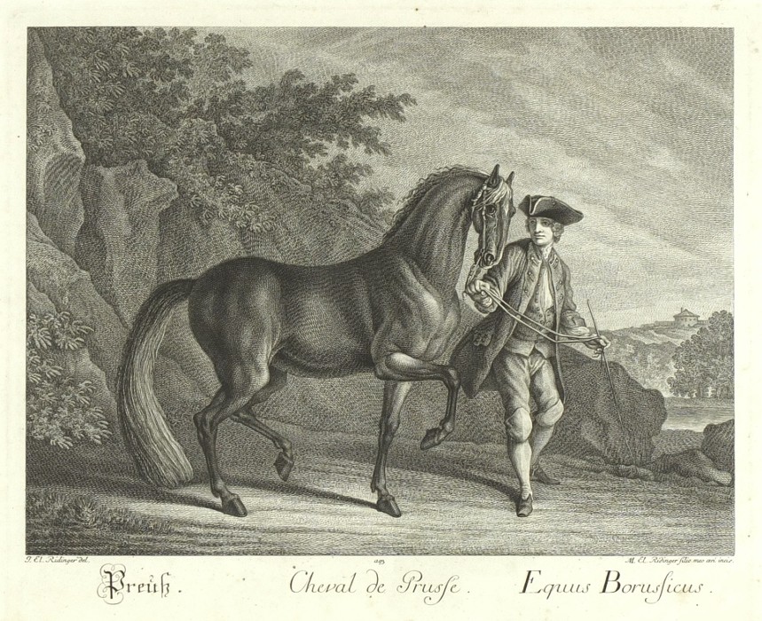 Ridinger - Pruský kůň - Cheval de Prusse, mědirytina, 1750
