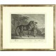 Ridinger - Prussian horse - Cheval de Prusse, copperplate engraving, 1750