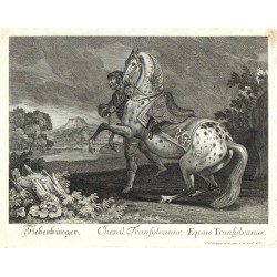 Ridinger - Transsilvanisches Pferd - Cheval de Transylvaniae, Kupferstich, 1750