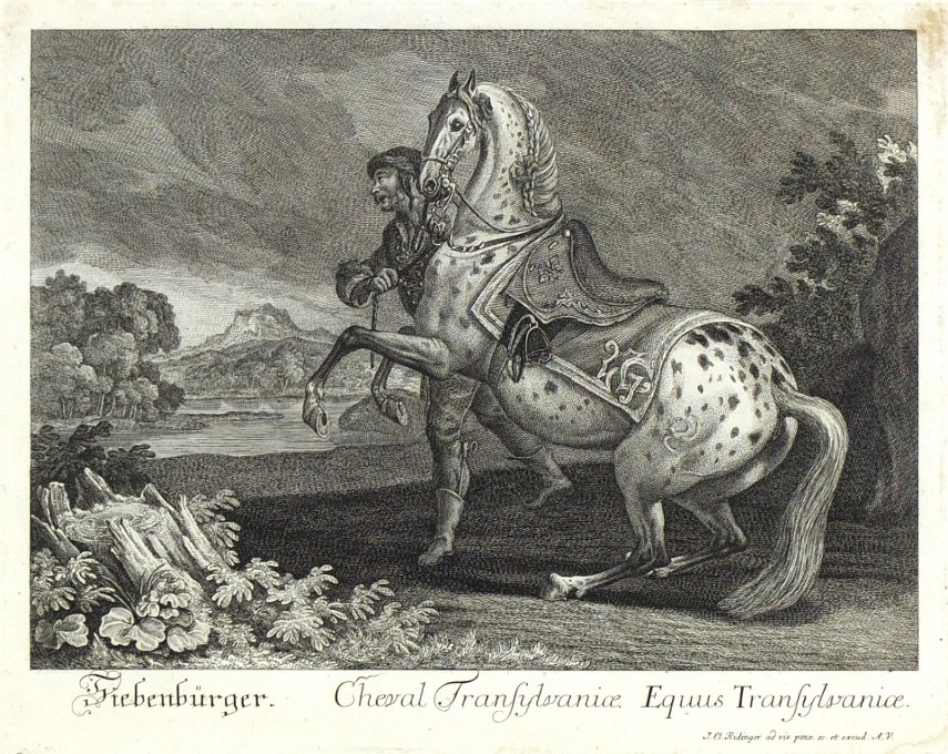 Ridinger - Transsilvanisches Pferd - Cheval de Transylvaniae, Kupferstich, 1750
