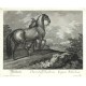 Ridinger - Walachisches Pferd - Cheval Valachcois, , Kupferstich, 1750