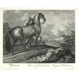 Ridinger - Valašský kůň - Cheval Valachcois, mědirytina, 1750