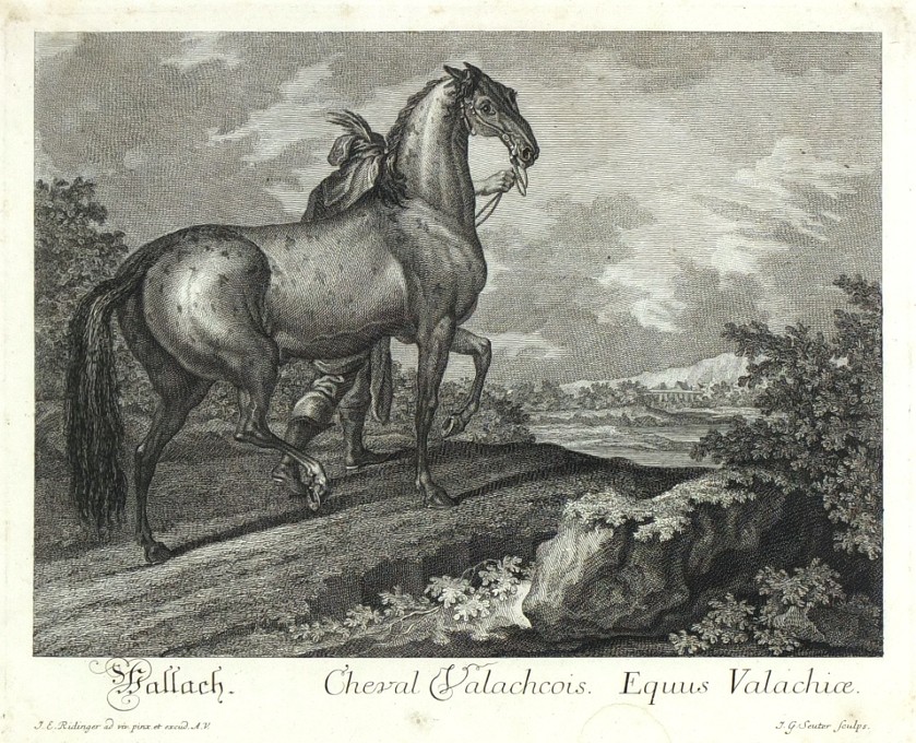 Ridinger - Walachisches Pferd - Cheval Valachcois, , Kupferstich, 1750
