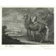 Ridinger - Ungarisches Pferd - Hongrois, Kupferstich, 1750