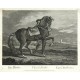 Ridinger - Berberský kůň - Cheval Barbe, mědirytina, 1750