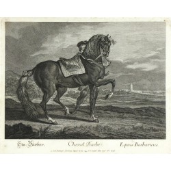 Ridinger - Berberský kůň - Cheval Barbe, mědirytina, 1750