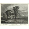 Ridinger - Barb horse - Cheval Barbe, copperplate engraving, 1750