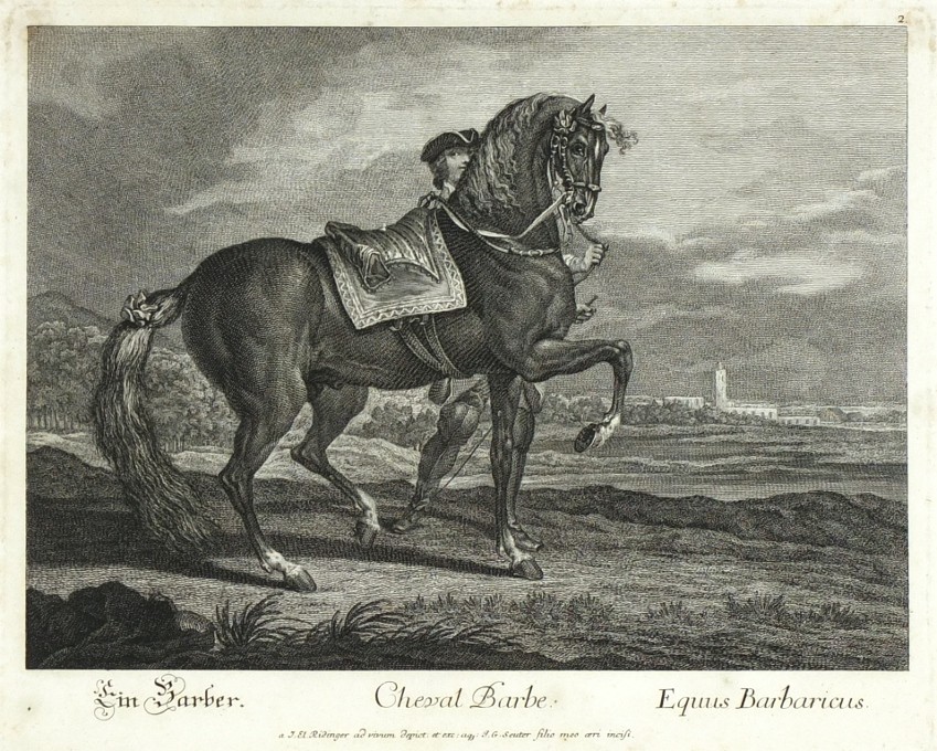 Ridinger - Berber (Pferd) - Cheval Barbe, Kupferstich, 1750