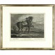Ridinger - Berber (Pferd) - Cheval Barbe, Kupferstich, 1750