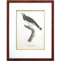 Colombe de Forster. Columba Forsterü