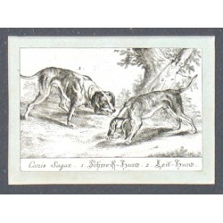 Canis Sagax. 1. Schweiss-Hund. 2. Leit-Hund
