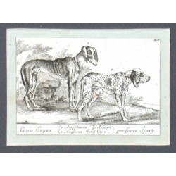 Canis Sagax.  per force Hund