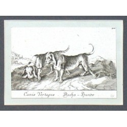 Canis Vertagus. Dachs-Hund
