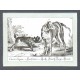 Canis Sagax. 1. Saufinder. 2. Große Dänisc. Jagd-Hund