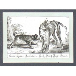 Canis Sagax. 1. Saufinder. 2. Große Dänisc. Jagd-Hund