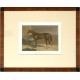 Pyrrhus the First. Winner of the Derby, 1846