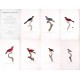Histoire Naturelle des Tangaras des Manakins et des Todiers