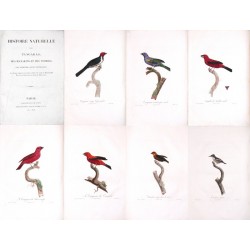 Histoire Naturelle des Tangaras des Manakins et des Todiers