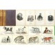 The natural history of Dogs